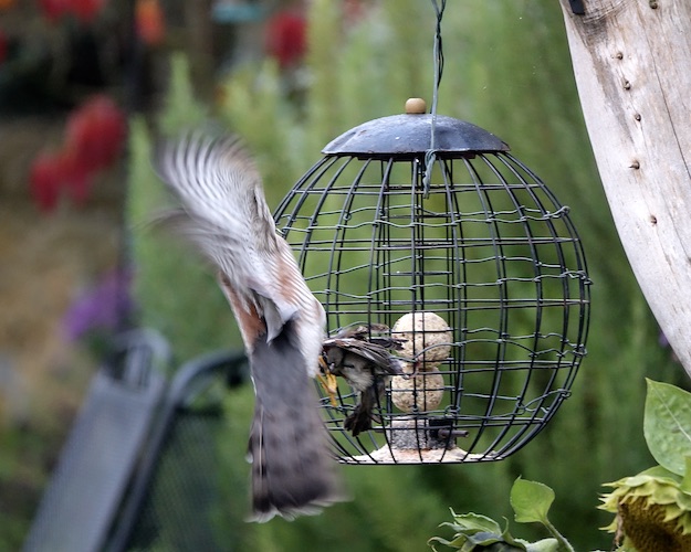 sparrowhawk catching